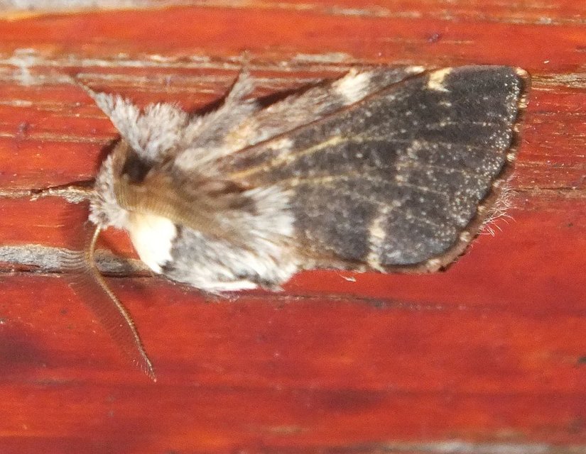Poecilocampa populi - nyárfaszövő