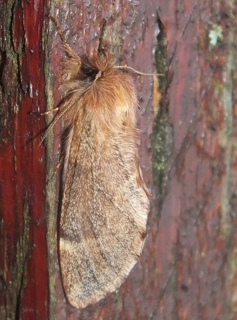 Ptilophora plumigera - tollas púposszövő