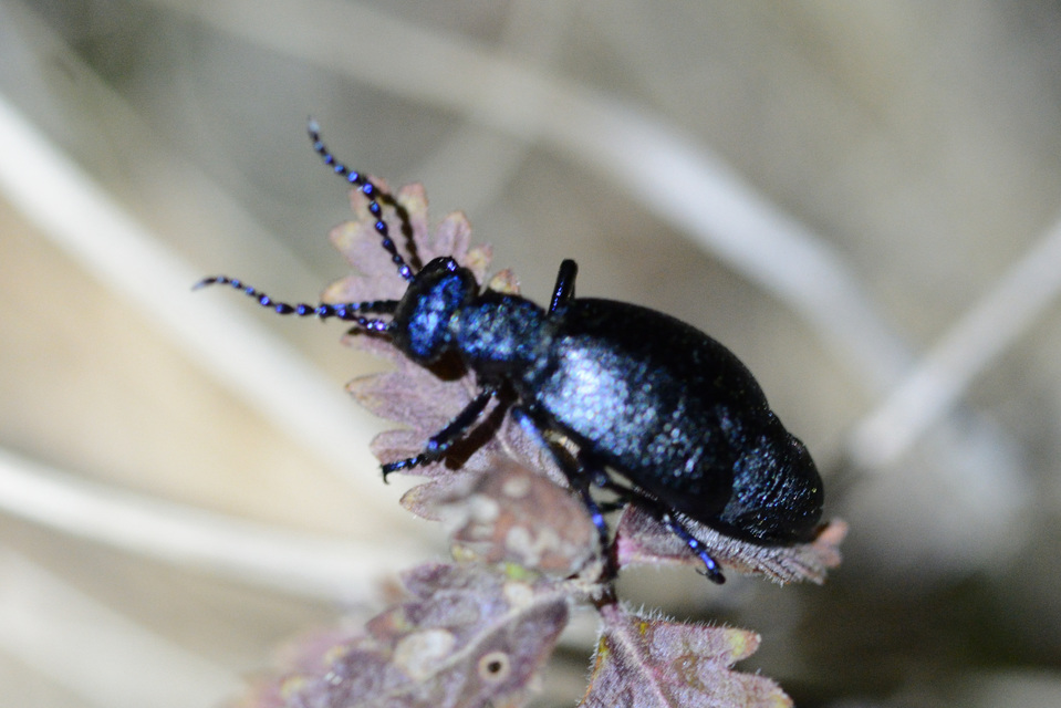 Meloe violaceus - kék nünüke
