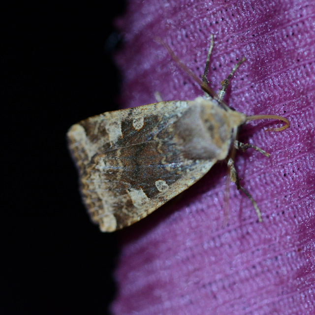 Conistra erythrocephala - vörösfejű őszibagoly