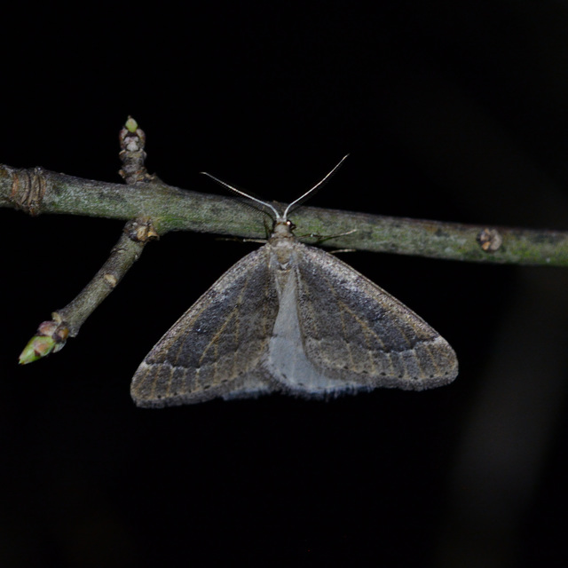 Theria rupicapraria - tavaszi kökényaraszoló