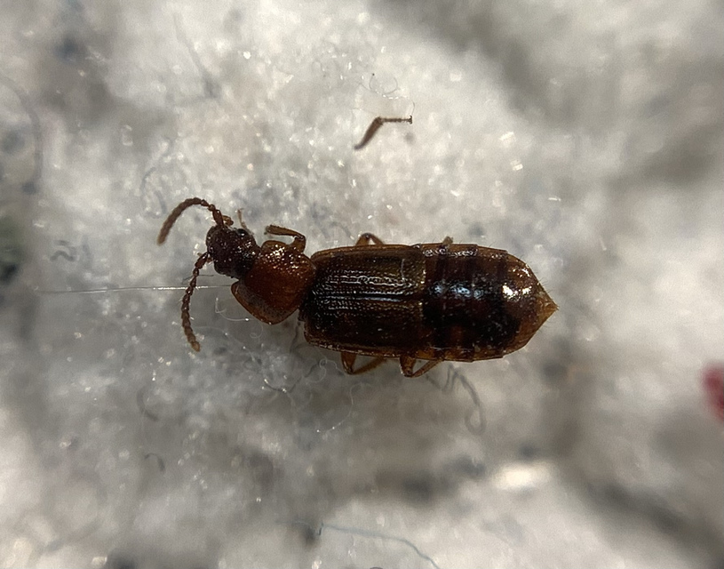 Acidota cruentata - téli felemásholyva