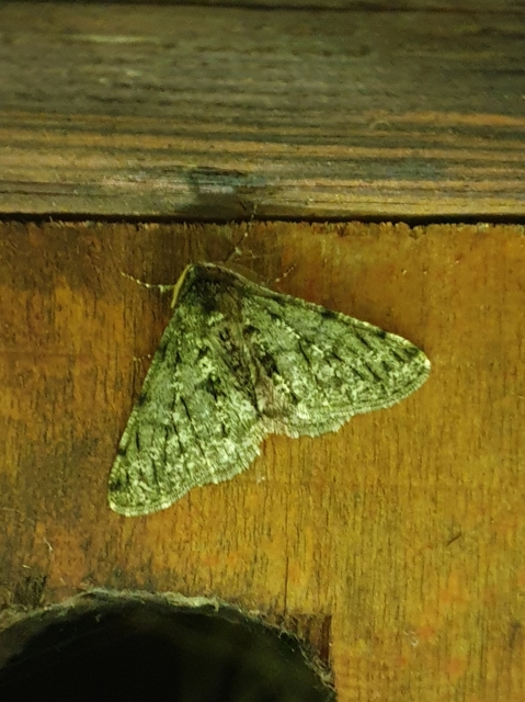 Apocheima pilosaria - zöldes tavasziaraszoló