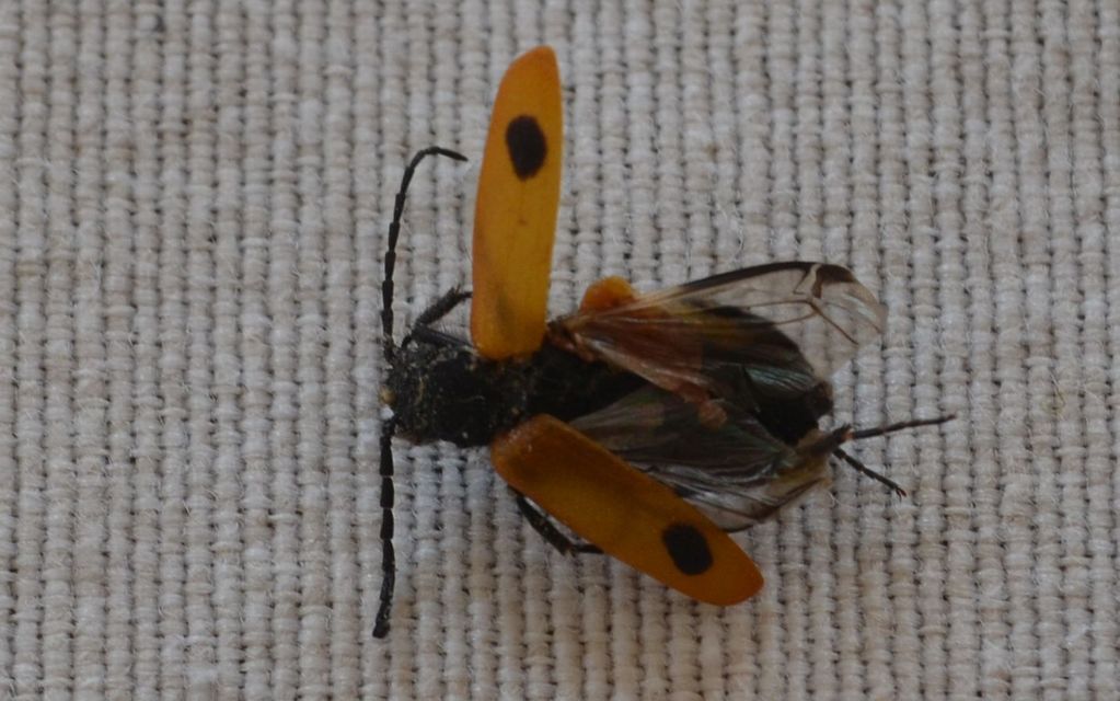 Apalus bimaculatus - kétfoltos élősdibogár