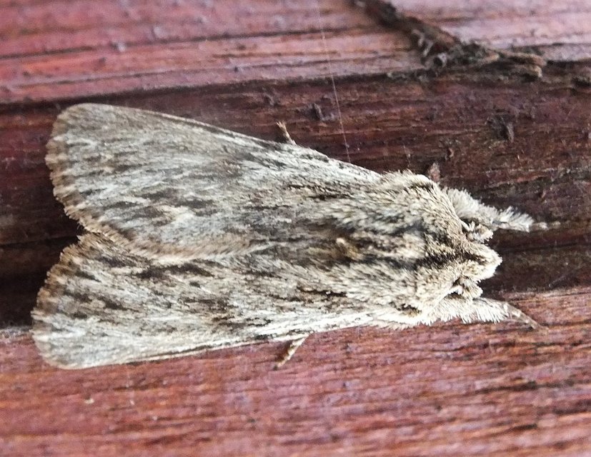 Asteroscopus sphinx - csillagnéző bundásbagoly