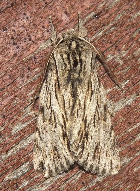 Asteroscopus sphinx - csillagnéző bundásbagoly