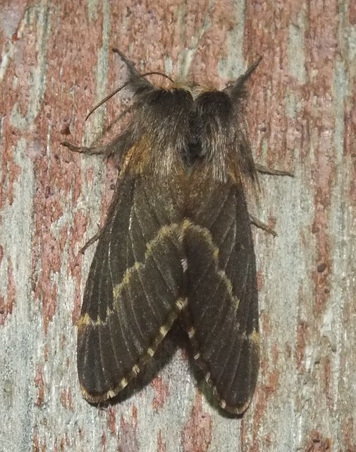 Poecilocampa populi - nyárfaszövő