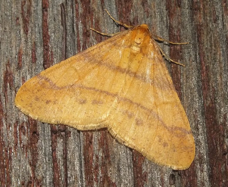 Agriopis aurantiaria - aranysárga téliaraszoló
