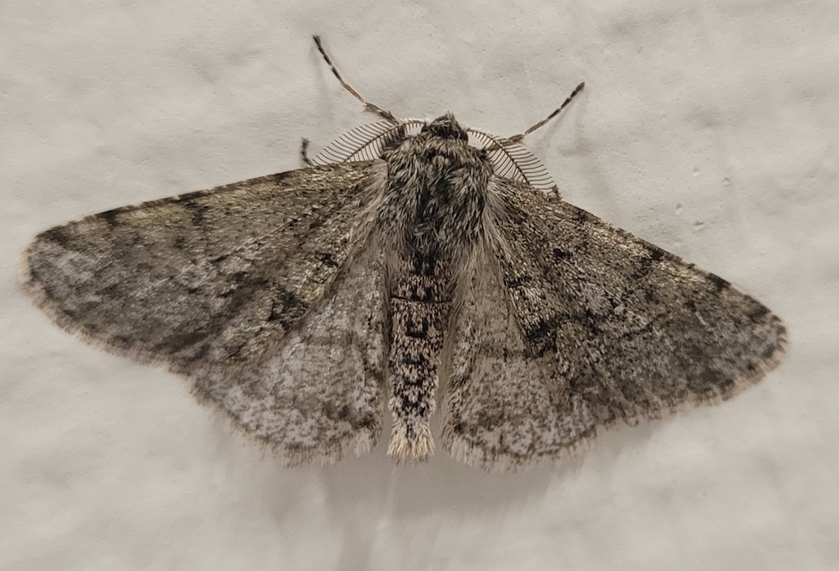 Apocheima pilosaria - zöldes tavasziaraszoló
