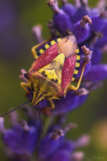 Carpocoris