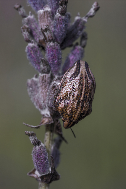 Odontotarsus