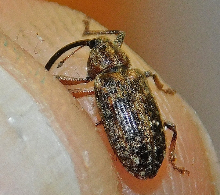 Dorytomus longimanus - kétalakú hangormányos