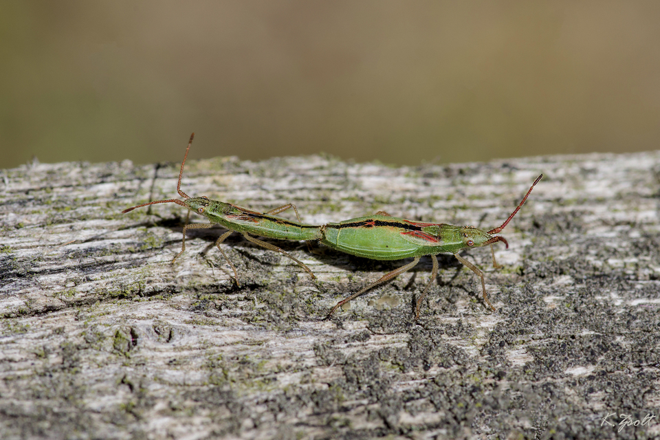 Myrmus miriformis - kurtaszárnyú karimáspoloska