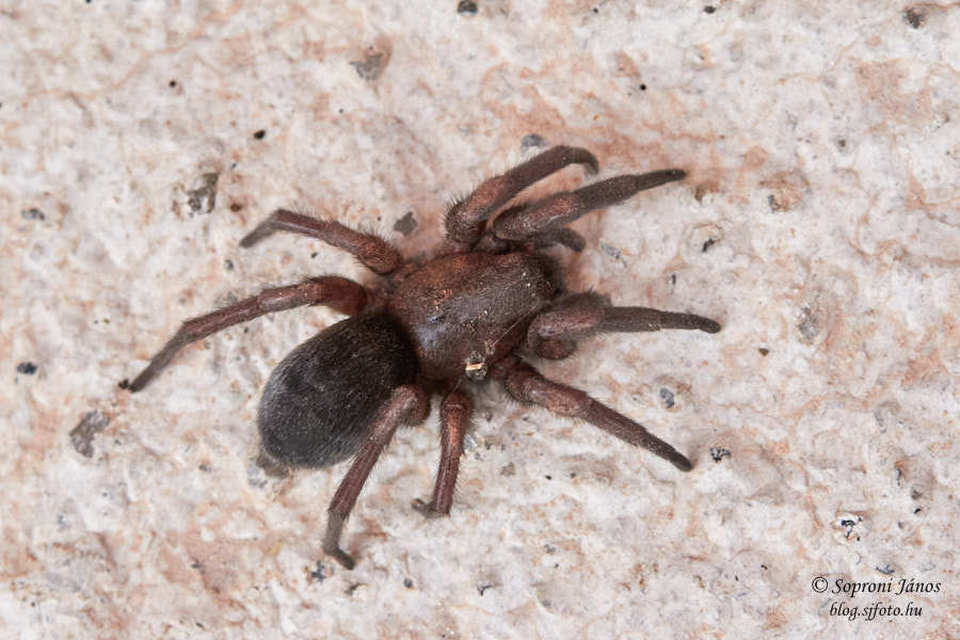 Scotophaeus
