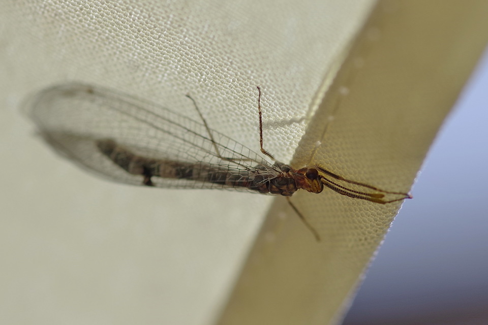 Megistopus flavicornis - kétfoltos hangyaleső