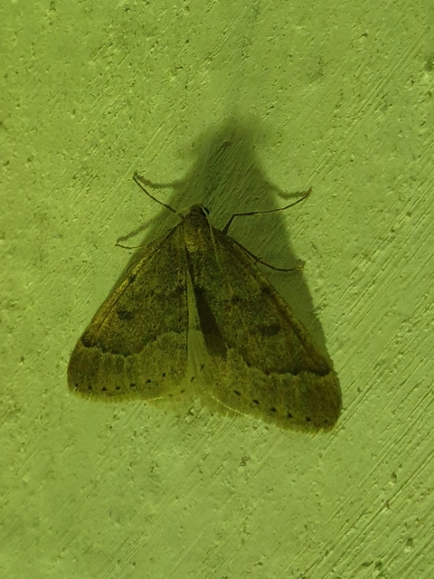 Theria rupicapraria - tavaszi kökényaraszoló