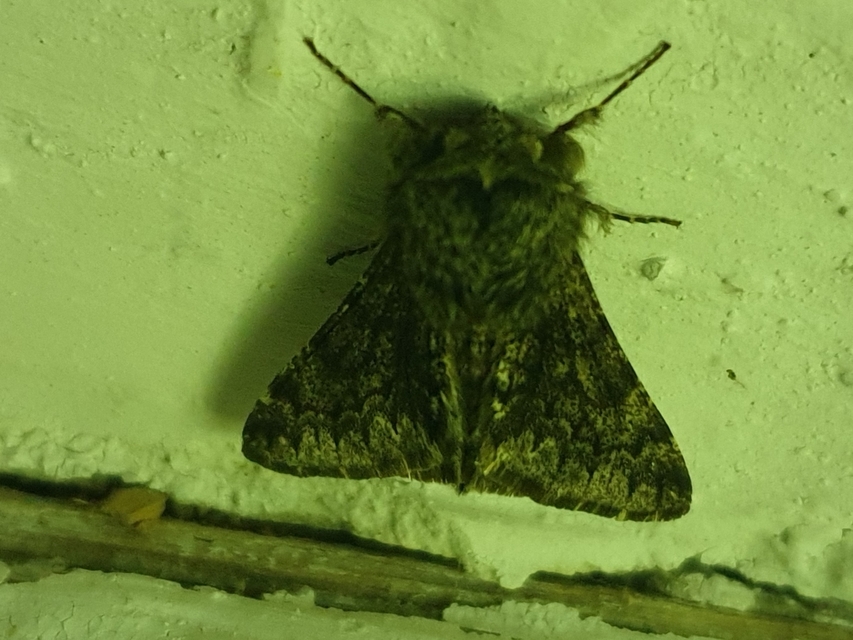 Apocheima hispidaria - borzas tavasziaraszoló