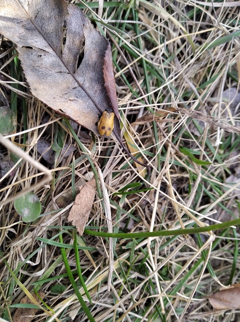 Apalus bimaculatus - kétfoltos élősdibogár