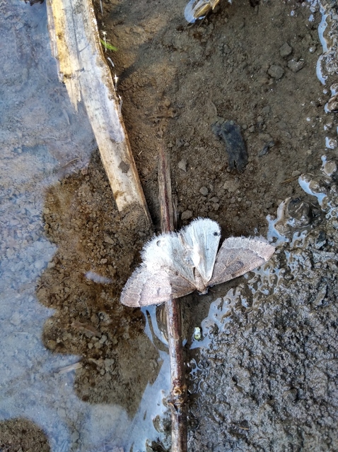 Theria rupicapraria - tavaszi kökényaraszoló