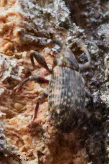 Dorytomus longimanus - kétalakú hangormányos