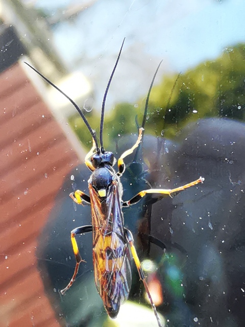 Amblyteles armatorius - fűbagolyfürkész