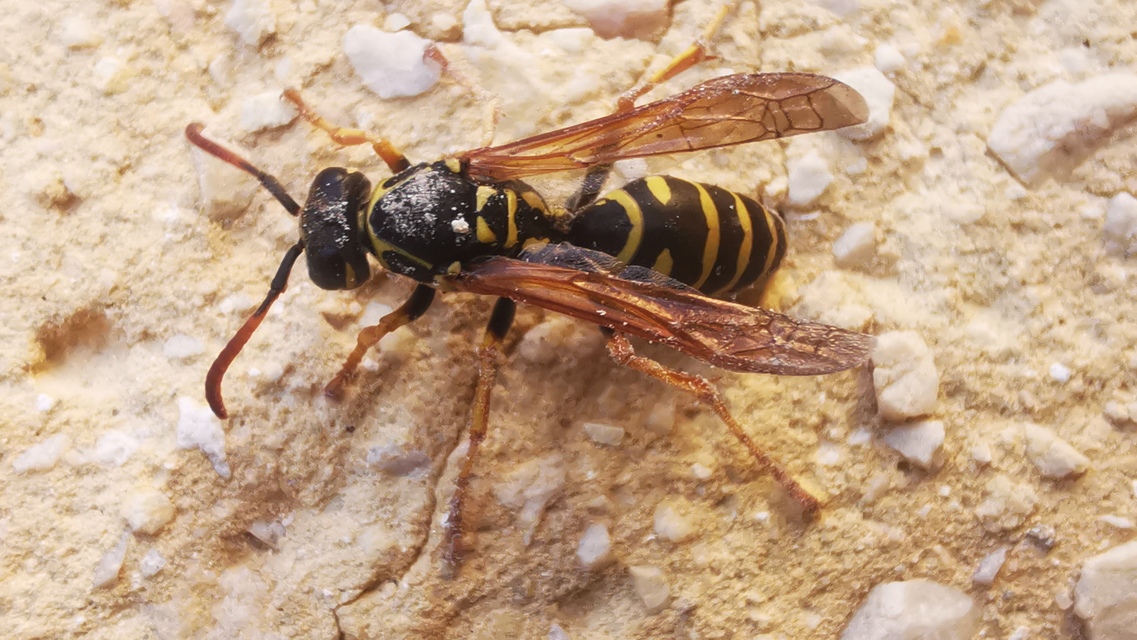 Polistes nimpha - padlásdarázs