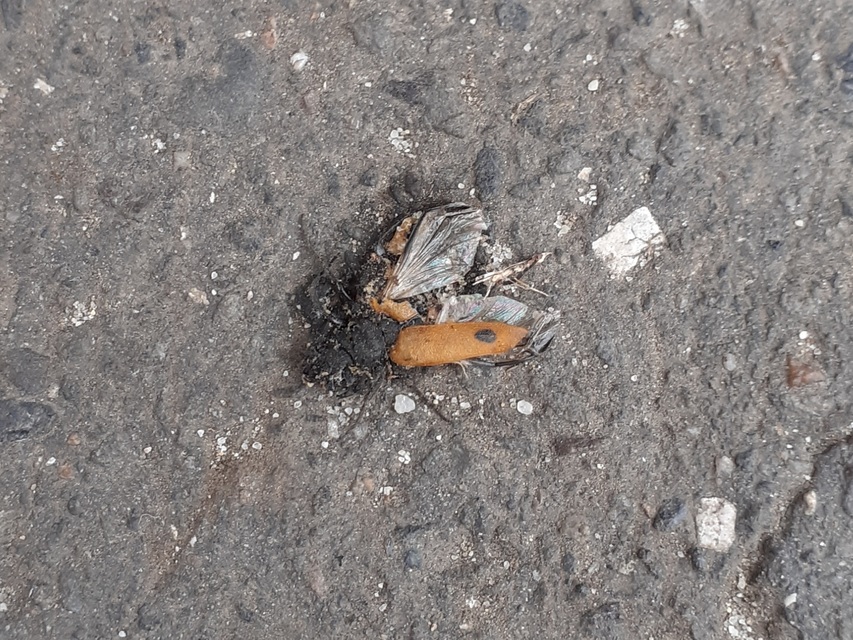 Apalus bimaculatus - kétfoltos élősdibogár
