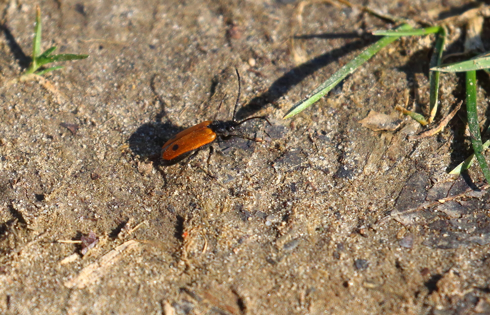 Apalus bimaculatus - kétfoltos élősdibogár