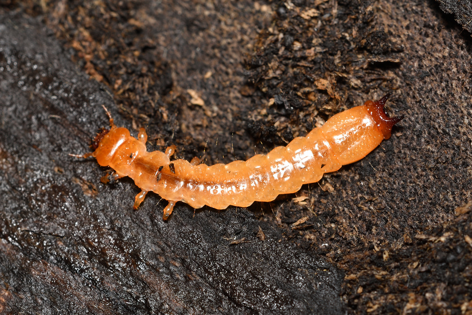 Pyrochroa coccinea - nagy bíborbogár