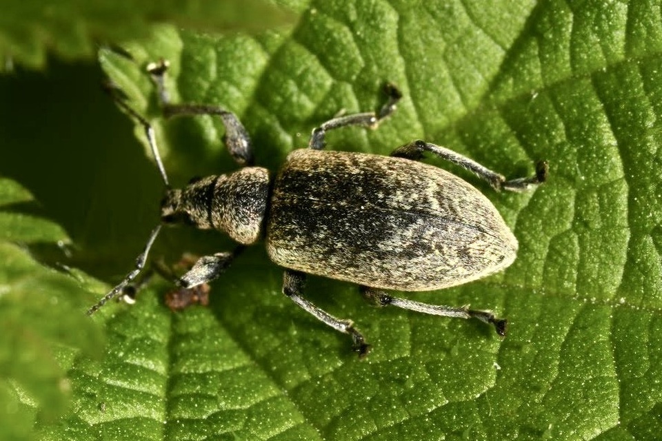 Phyllobius pomaceus - csalán-levélormányos