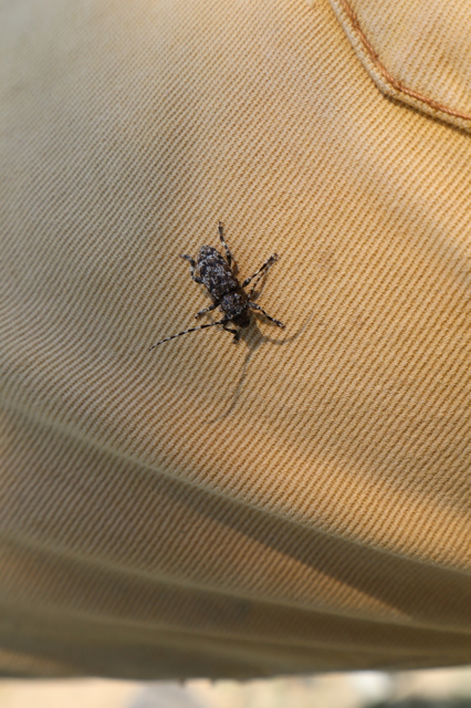 Aegomorphus clavipes - tarka cincér Aegomorphus clavipes - tarka cincér