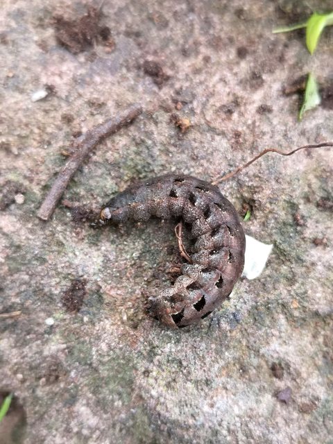 Epilecta linogrisea - karcsú sárgafűbagoly