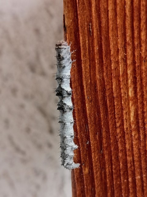 Apocheima pilosaria - zöldes tavasziaraszoló