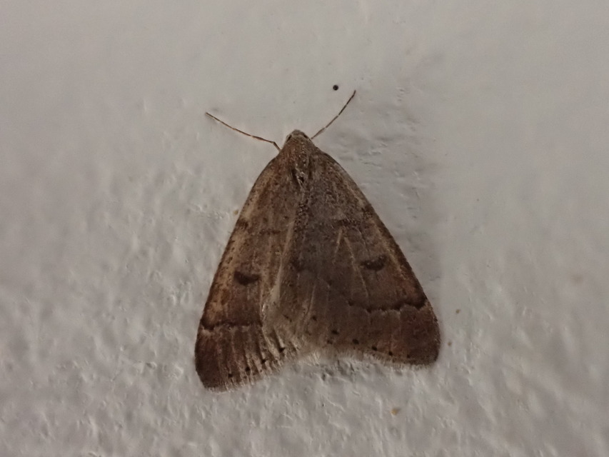 Theria rupicapraria - tavaszi kökényaraszoló