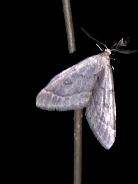 Theria rupicapraria - tavaszi kökényaraszoló