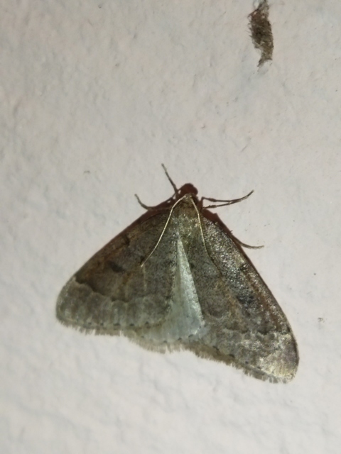 Theria rupicapraria - tavaszi kökényaraszoló