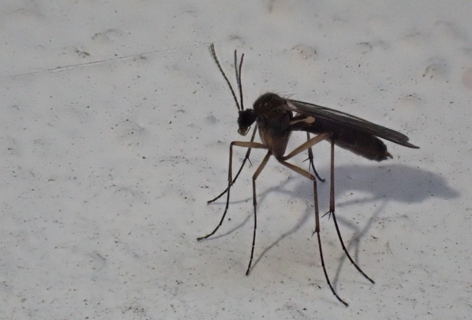 Mycetophilidae - gombaszúnyogok
