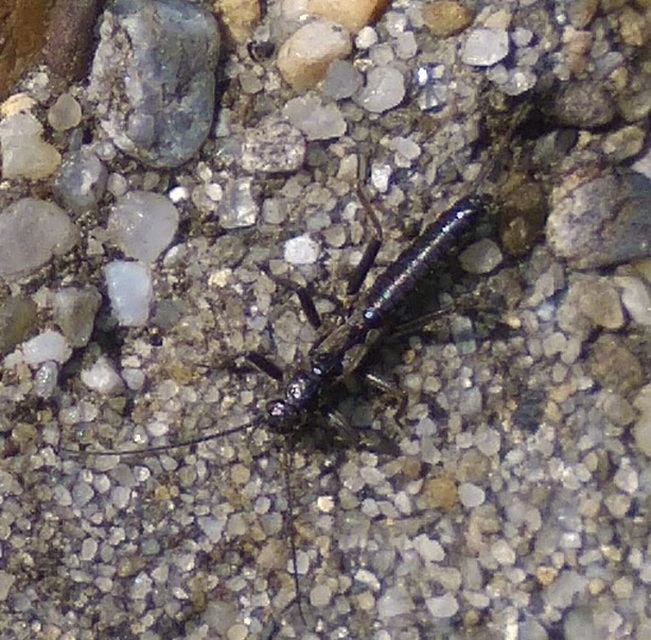 Plecoptera - Álkérészek