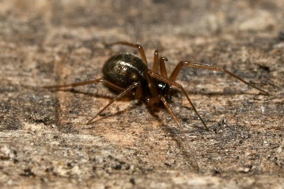 Linyphiidae - vitorláspókok