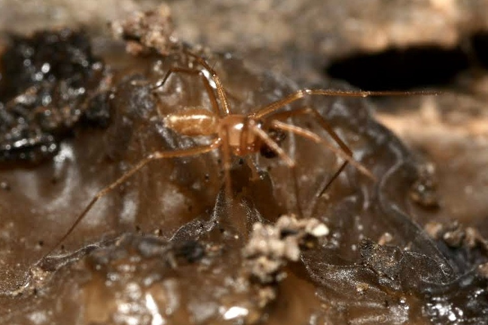 Linyphiidae - vitorláspókok