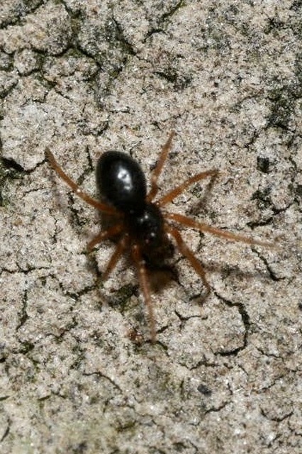 Linyphiidae - vitorláspókok
