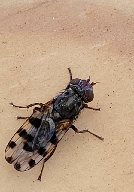Ceroxys