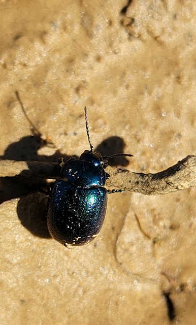 Chrysolina cuprina - pontozott orbáncfűlevelész