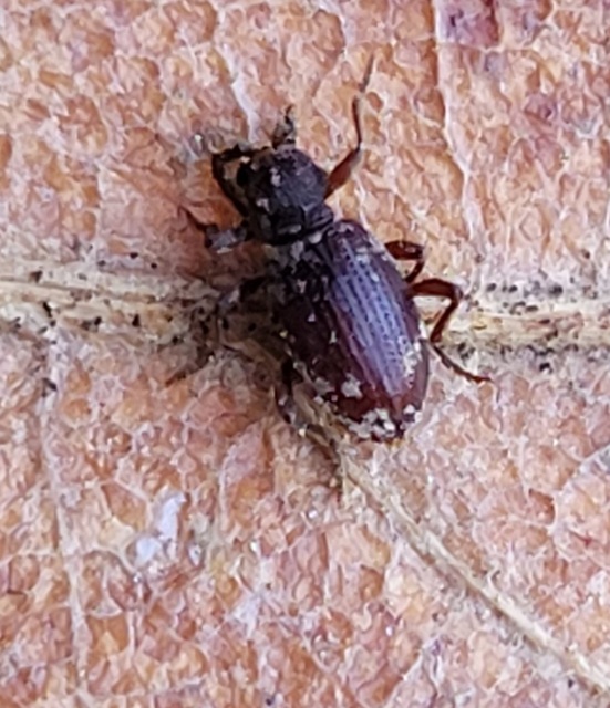 Ptinus calcaratus - krétaszőrű tolvajbogár
