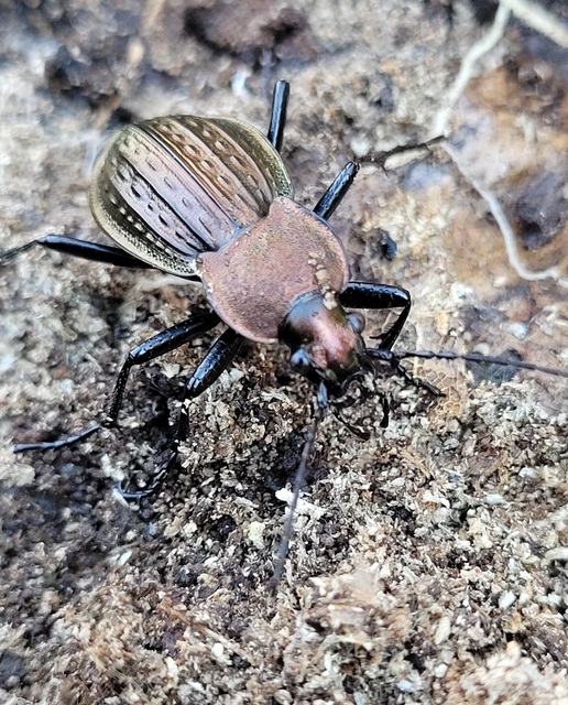 Carabus cancellatus - ragyás futrinka