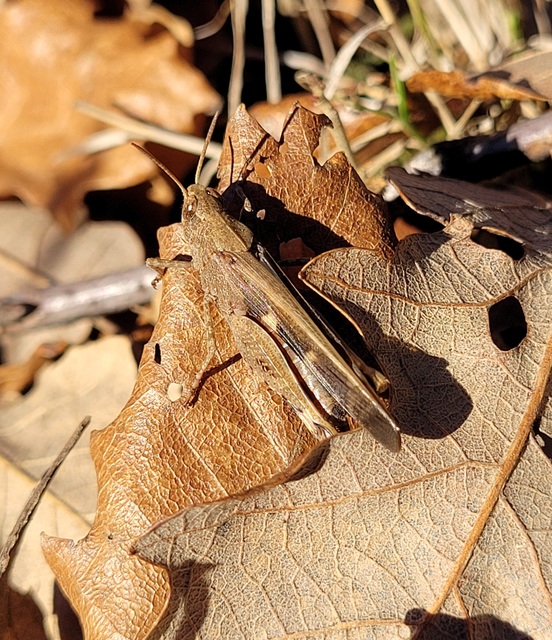 Aiolopus strepens - déli áttelelősáska