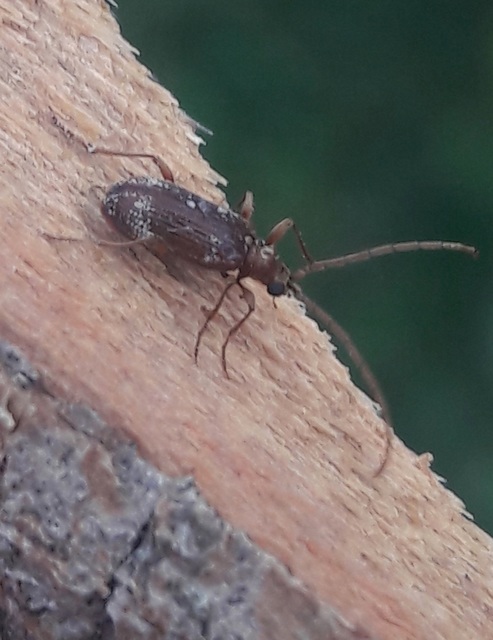 Ptinus fur - közönséges tolvajbogár