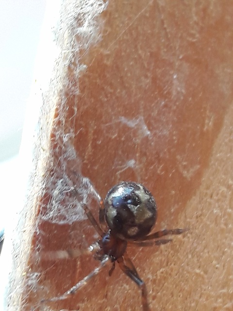 Steatoda triangulosa - háromszöges faggyúpók