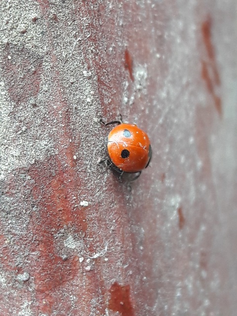 Coccinella undecimpunctata tripunctata - sziki tizenegypettyes katica