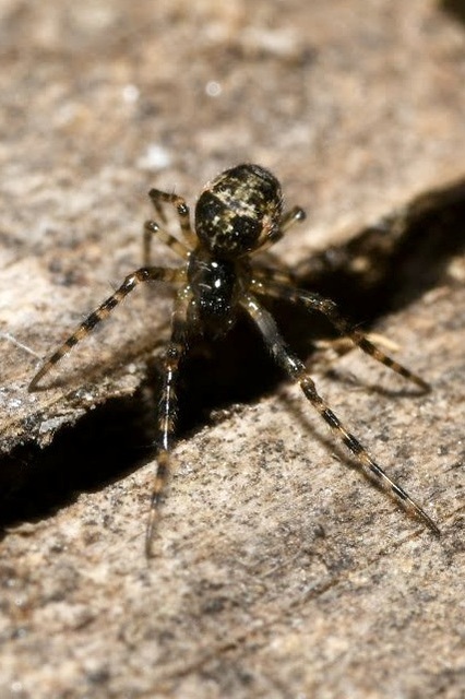 Metellina merianae - rejtett keresztespók